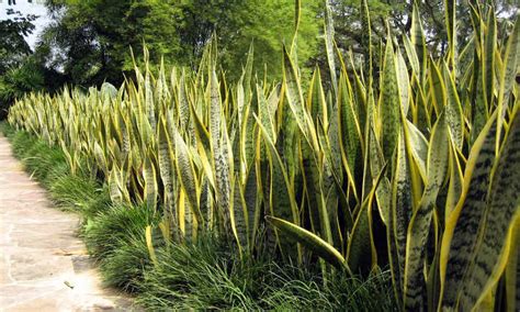 Snake plants are also known as viper's bowstring hemp because they have strong fibers that were unlike other succulents, snake plants prefer to be a little squished in their pots. Snake Plant Care - Growing The "Mother In Law's Tongue ...