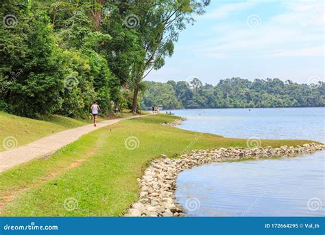 Central Catchment Nature Reserve Macritchie Editorial Image Image Of
