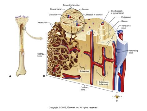 Compact And Spongy Bone Diagram