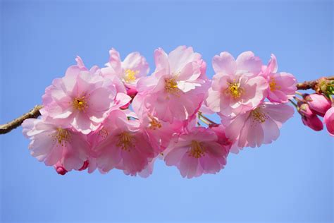 Free Images Tree Branch Flower Petal Spring Produce Color