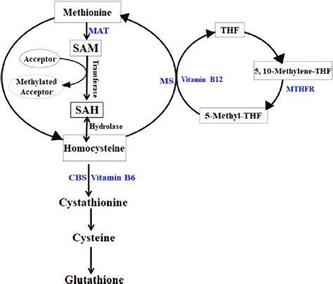 2 Simplified Schematic Diagram Of Homocysteine Metabolic Pathways