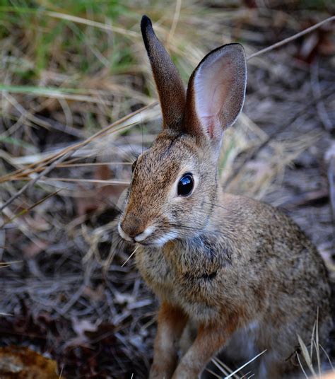 Wild Rabbit Cottontail Rabbit In The Woods Cosumnes River Flickr