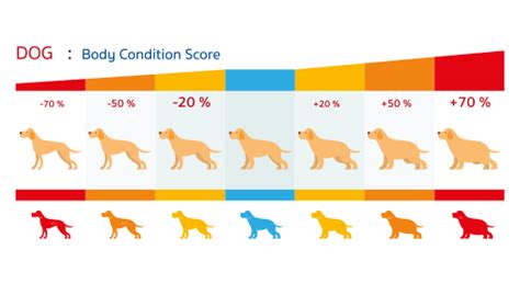This study assessed body condition scores (bcs) and feeding habits for dogs and cats. Body Condition Score Dog and Cat