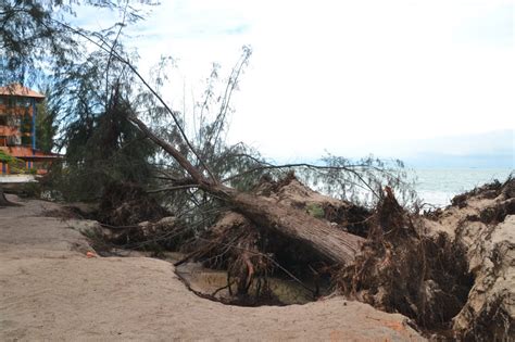 When birds roost, they go…. Ranting pokok disangka ketam penuhi jaring