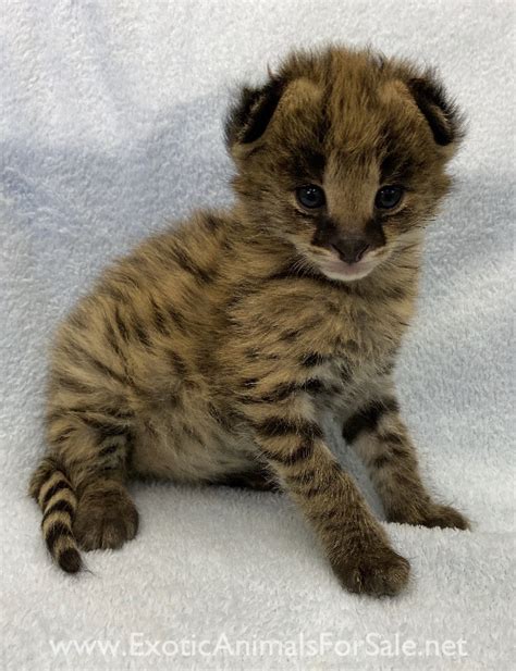 Serval kitten male for Sale
