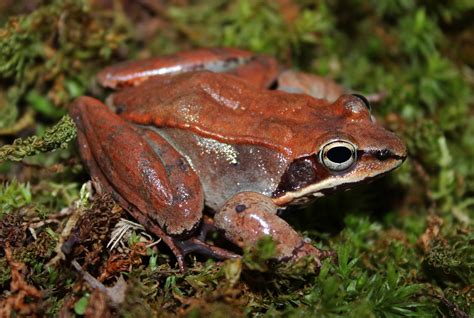 Today Is Wood Frog Day Meigs Point Nature Center