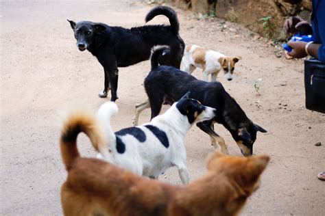 Research roundup: Identifying high-risk areas for dog-mediated rabies