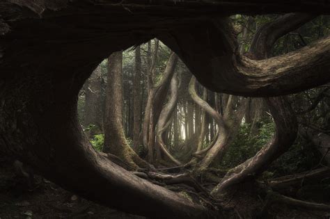 Landscape Photography Awards Twisted Forest By Adam Gibbs