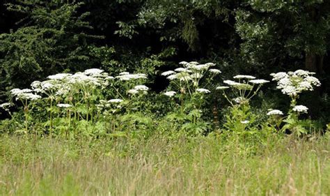 Giant Hogweed Identification How You Can Spot Toxic Plant In Your