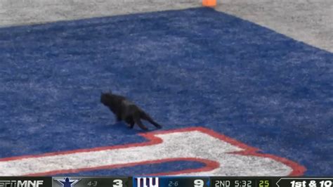 Black Cat Runs In Football Field Giants Vs Cowboys Youtube