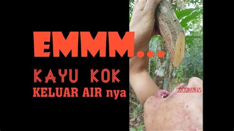 Masuk Hutan Kalimantan ⁉️ Youtube