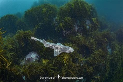 Australian Swellshark Sharks And Rays