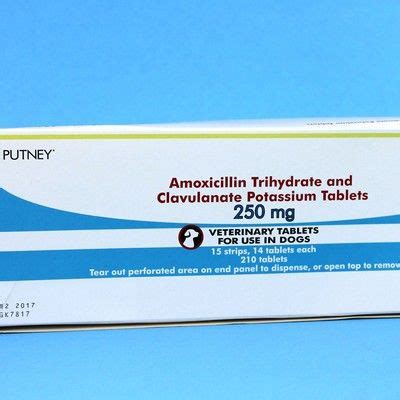 A pharmacist will tell you amoxicillin for humans and animals are the same thing. Amoxicillin Clavulanate - Antibiotic Tablets for Dogs ...