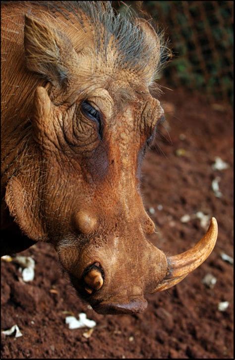 54 Best Images About Warthogs On Pinterest Zoos Africa