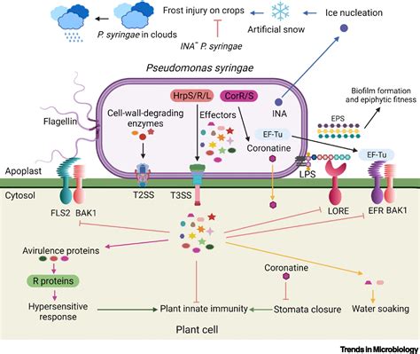 Pseudomonas Syringae Pathovars Trends In Microbiology