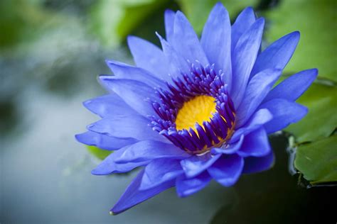 7 Best Blue Lotus Teas Flowers And Powders Foods Guy