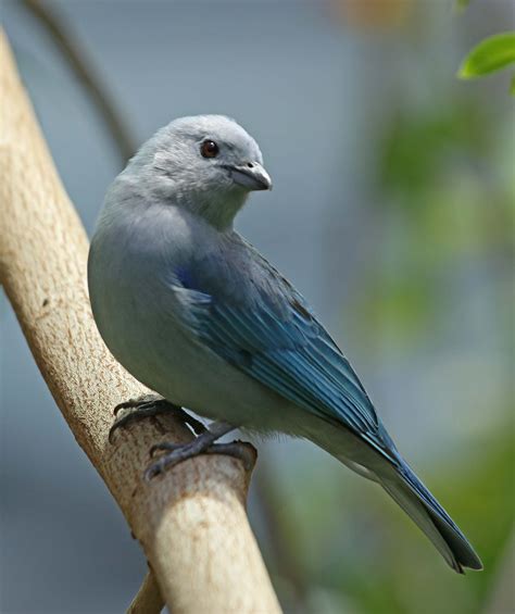 Pictures And Information On Blue Gray Tanager Beautiful Birds Pretty