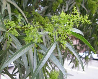 African sumac offers superior drought tolerance so that it is a favorite shade tree for yards throughout the southwest! African Sumac - English 130 Group 1