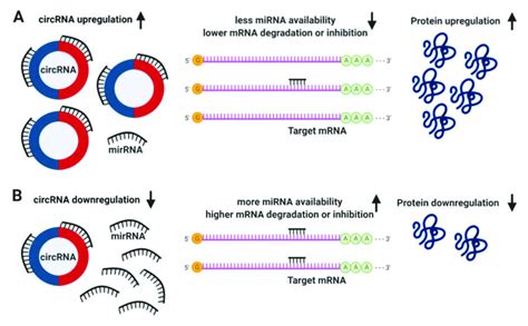 Messenger rna (mrna) vaccines teach our cells how to make a protein that triggers an immune response. Biogenesis of mature messenger RNA (mRNA) and circular RNA ...