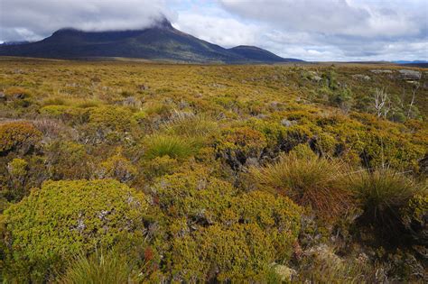 Day 2 Pine Forest Moor The Overland Track Is One Of Austr Flickr