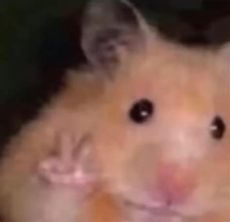 Create Meme Hamster Hamster Funny Hamsters Pictures Meme