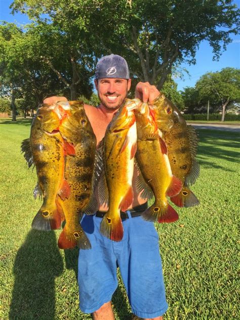 Proud as a peacock wearing a crown and necklace, he with a sword in his hand was ranting angrily at the doorkeepers. Peacock Bass | Coastal Angler & The Angler Magazine