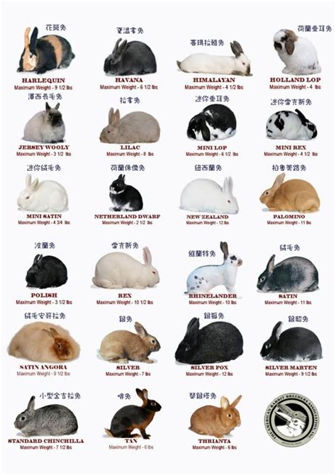 Rabbit Breed Chart Rabbit Breeds Pet Rabbit Rabbit Farm