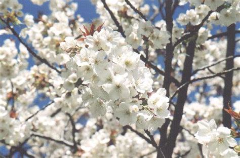 Vancouver's breathtaking views are often chosen as the setting for popular television shows and major motion pictures. Vancouver Sakura Diary - Beginner's Guide