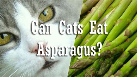 However, dogs can only eat asparagus in very small amounts. Can Cats Eat Asparagus? | Pet Consider