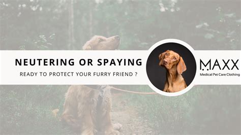 “7 Things You Need To Know About What To Expect After Neutering Or