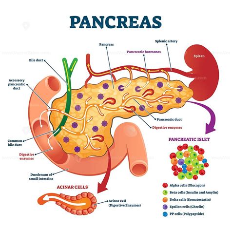 Pancreas Anatomical Cross Section Model Vector Illustration Medical