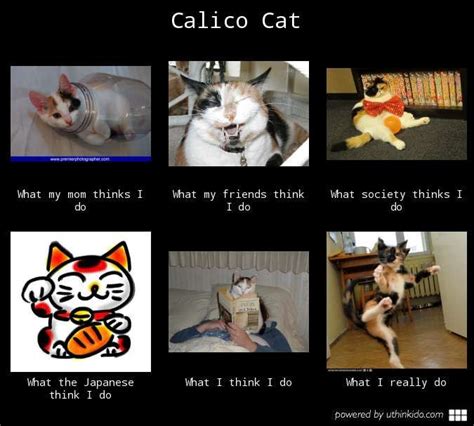 Calico Cat What People Think I Do What I Really Do Meme Image