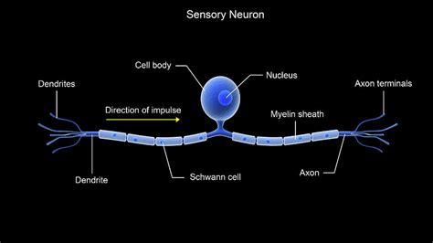 Conceptual Image Of A Sensory Neuron Photograph By Stocktrek Images