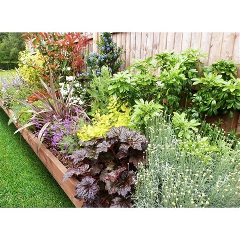 Sunny Border Collection 6m X 60cm Homebase Boarder Plants Garden
