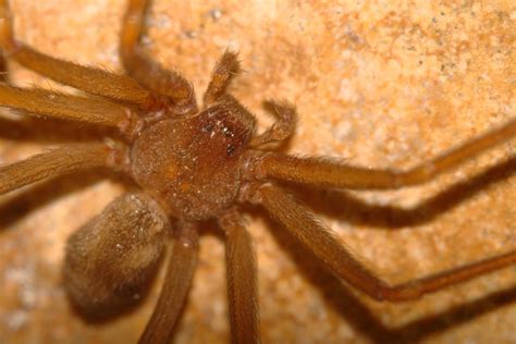 Desert Brown Recluse 2 By Frids