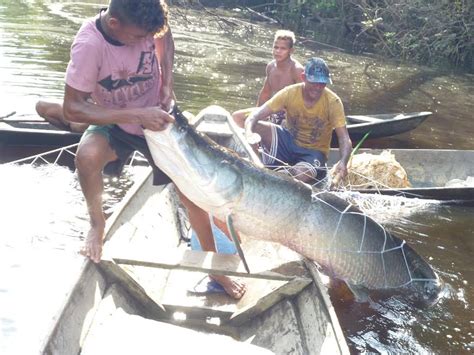 Governo Do Estado Incentiva Atividade De Pesca Manejada Do Pirarucu No
