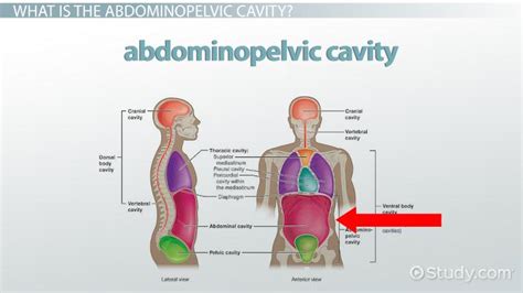 Abdominopelvic Cavity Definition Regions And Organs Lesson