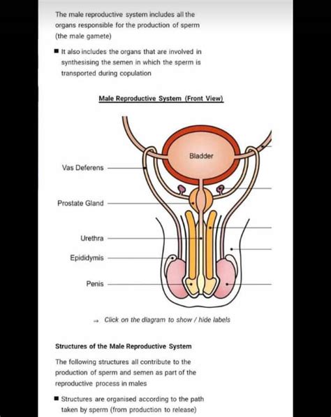 33 Label The Structures Of The Male Reproductive System Labels 2021