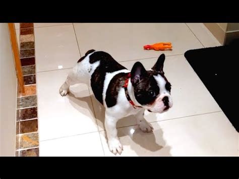 One of the biggest challenges with a new puppy is figuring out how to get them to sleep through the night. Quickest Way To Get Your Energetic Puppy To Sleep - YouTube