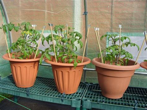 Growing Bush Tomatoes In Large Pots