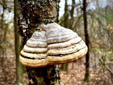 Hoof Fungus On Tree David Carr Flickr