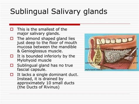 Submandibular And Sublingual Salivary Glands