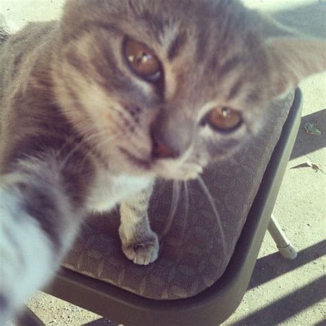 The 24 Funniest Photos Of Cats Taking Selfies 5 Really