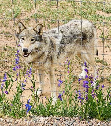 Colorado Wolf Sanctuary The Down Lo