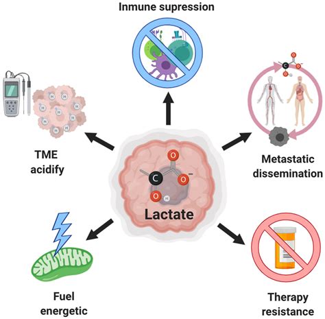 Role Of Lactate In Cancer Excessive Production Of Lactate By Both