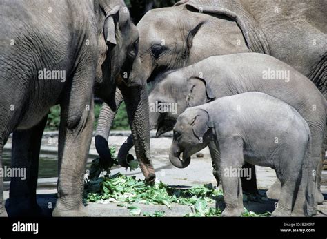 Retro Image Of African And Indian Elephants At The Woodland Park Zoo