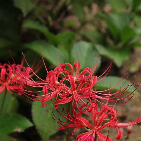 Red Spider Lily Lycoris Facts Meaning And Symbolism A To Z Flowers Hot Sex Picture