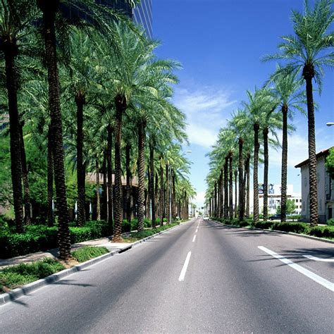 Palm Tree Lined Street Phoenix Arizona By Hisham Ibrahim