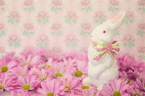 Free Photo Easter Bunny Flowers Daisies Pink Easter Bunny Rabbit