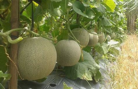 Raup Cuan Dari Melon Madu Yang Dibudidaya Di Lahan Sawah Begini